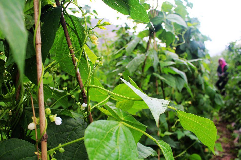 蒜苗每亩产量分析及优化种植策略_最佳精选解释落实