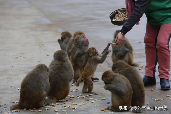 景区猴子攻击人，打死猴子是否犯法？_资料解释