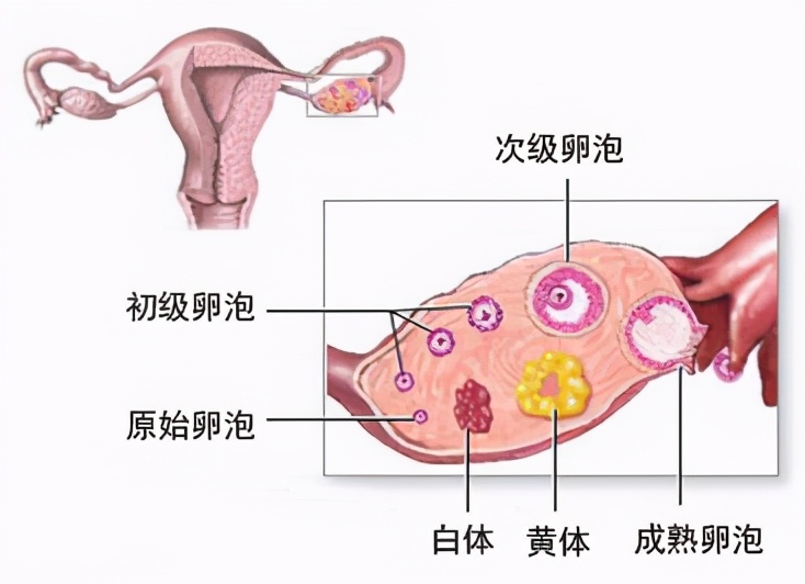 玩闹中的意外，夫妻玩闹导致妻子黄体破裂的警示_解答解释