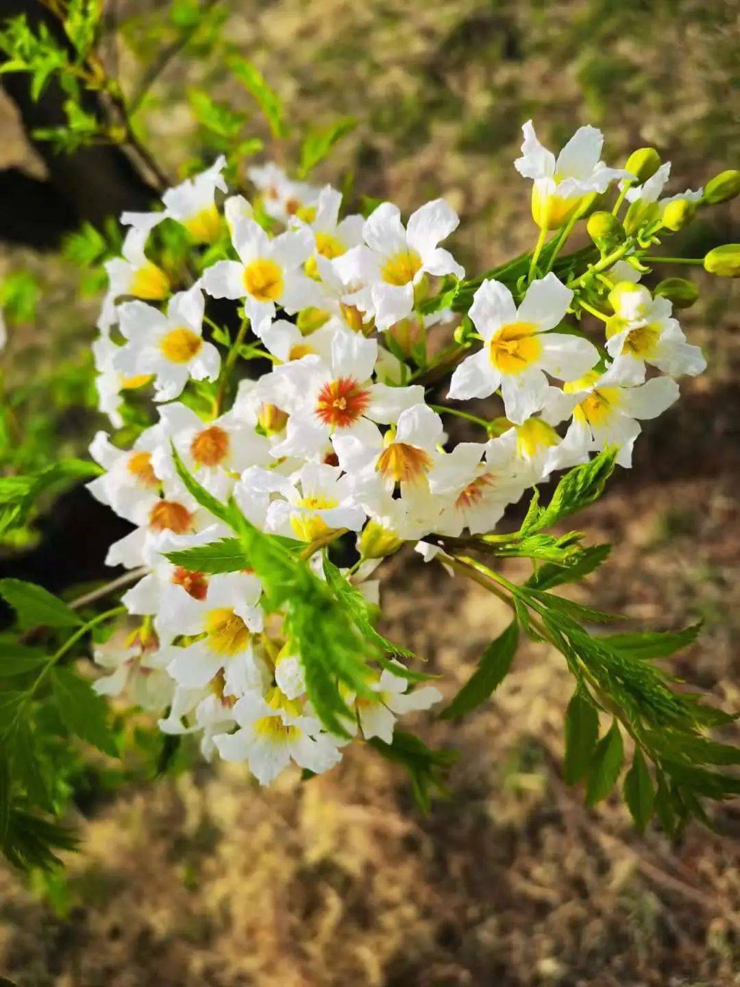 美为支持乌已花千亿，深度解读与未来展望