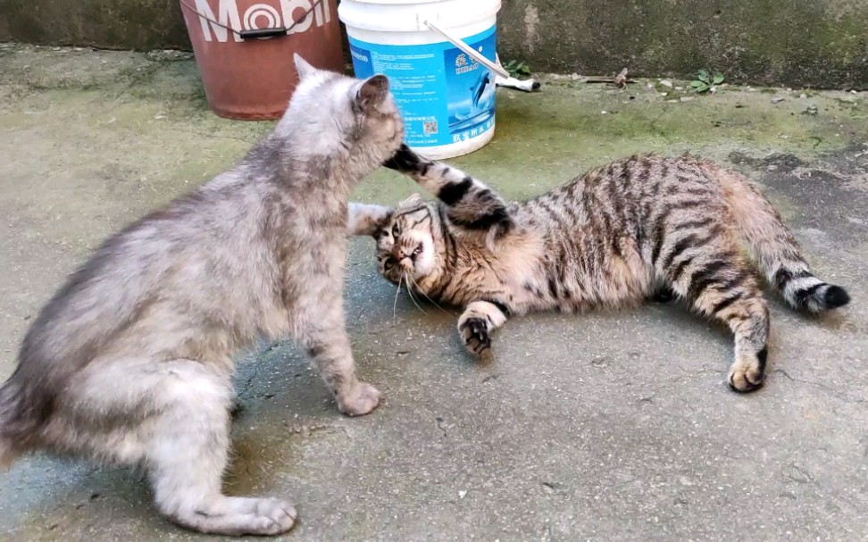 偶遇之缘，俩狸花猫的怂勇故事