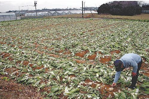 在日本偷窃三千颗包菜，事件深度剖析与反思