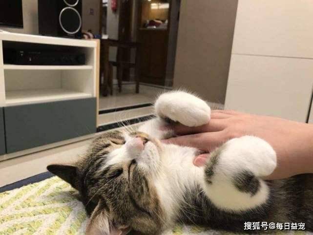 小猫按摩师，满脸不高兴背后的温馨故事