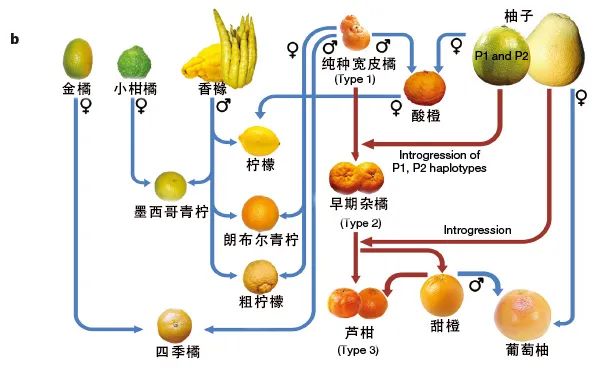 原来丑橘并不是橘子