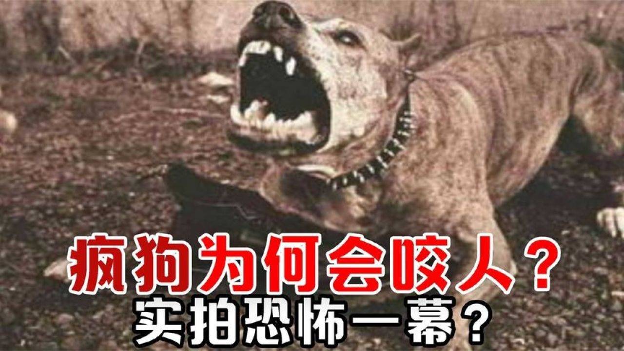 四川惊现疯狗咬伤数人事件，反思与应对