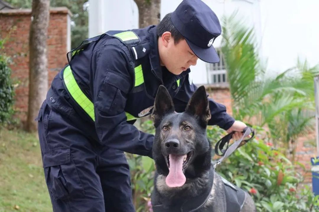 云南一警犬连续四周被基地通报，背后的故事与启示