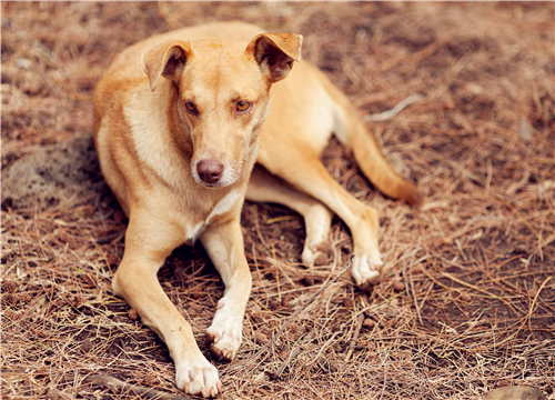 警犬被通报，上班死气沉沉到处尿尿，行为背后隐藏的真相揭秘