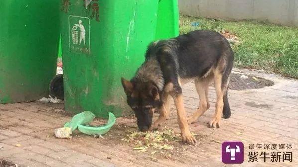 警犬上班日常，通报一则关于活力缺失与行为规范的探讨