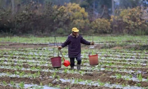 官方通报超百亩耕地被挖坑取土，守护耕地红线，严厉打击非法行为