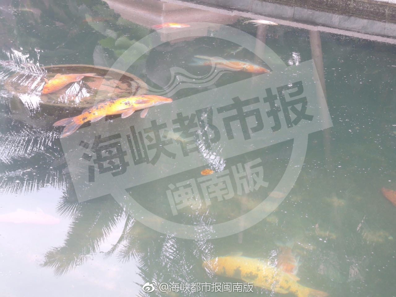 媒体聚焦，男子使用杀虫剂毒死大量锦鲤事件反思