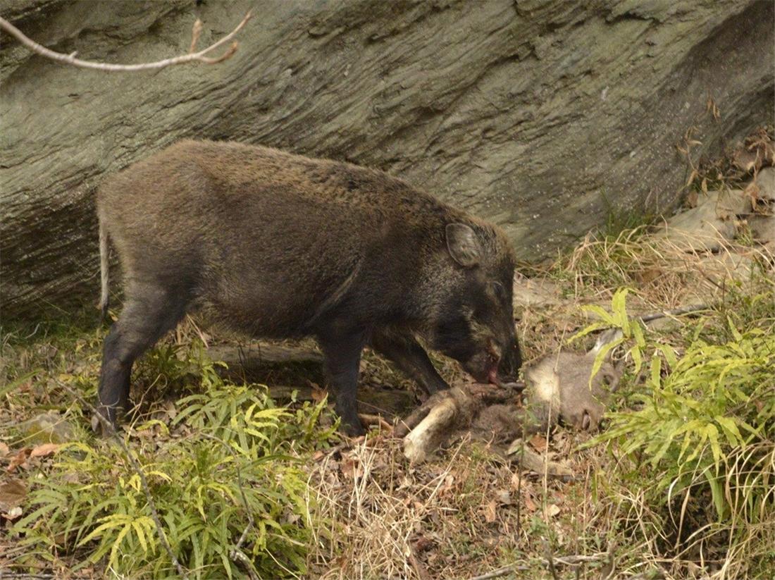 辟谣男子被野猪咬伤真相揭秘