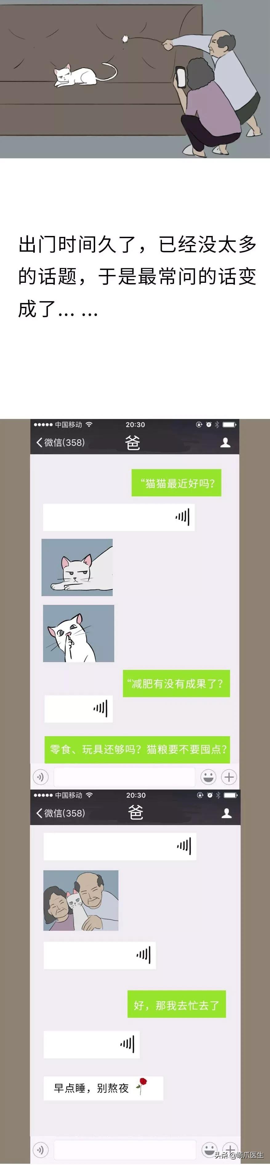 带15只猫回家过年