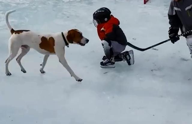 狗狗的滑稽滑雪秀，一场萌宠与女生的欢乐碰撞