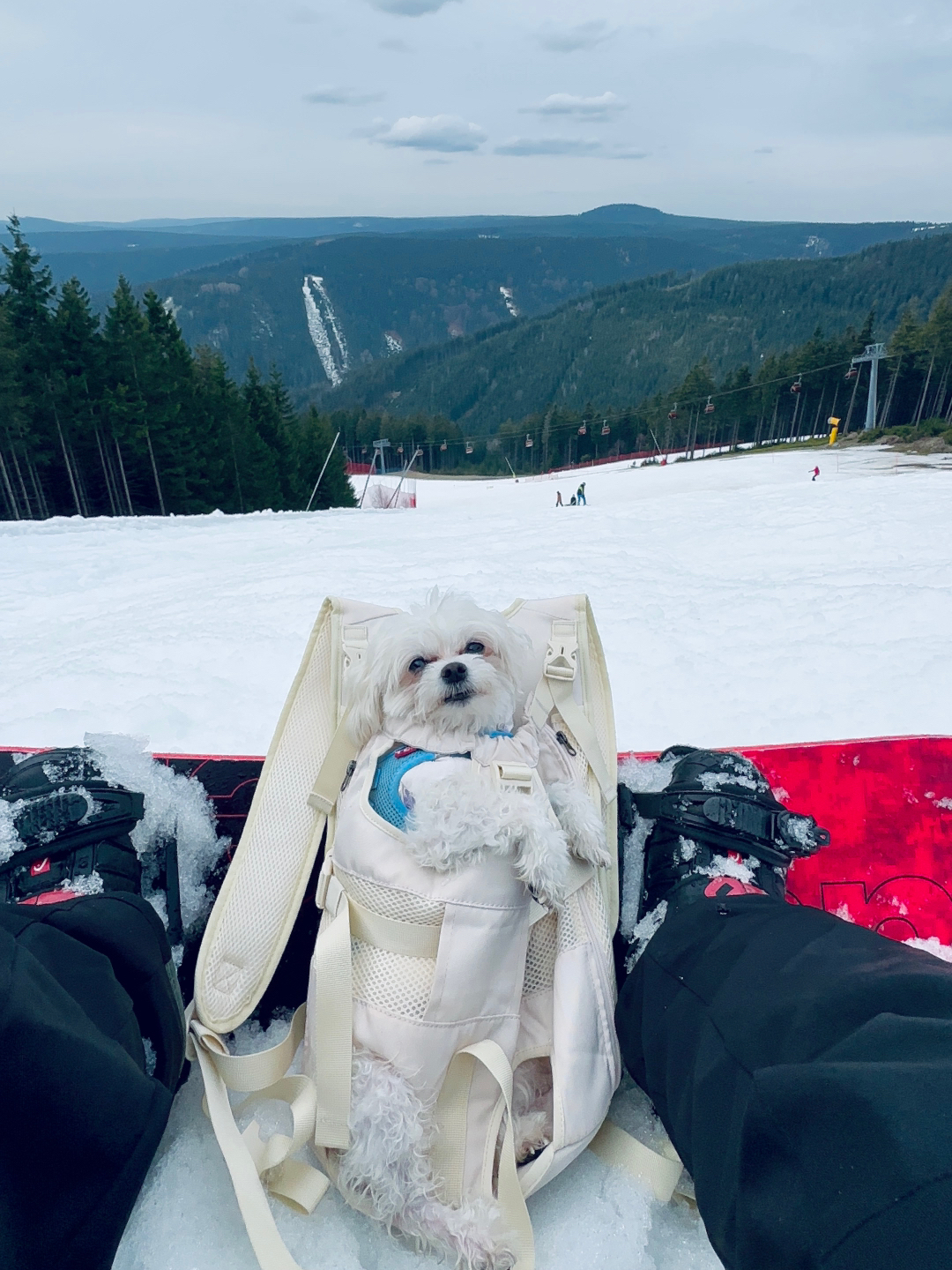 狗狗滑雪派对，萌宠的意外踩踏时刻