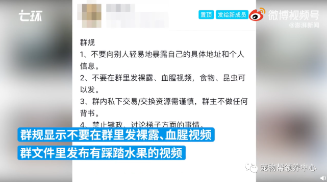 揭秘虐杀宠物产业链，深度调查与反思