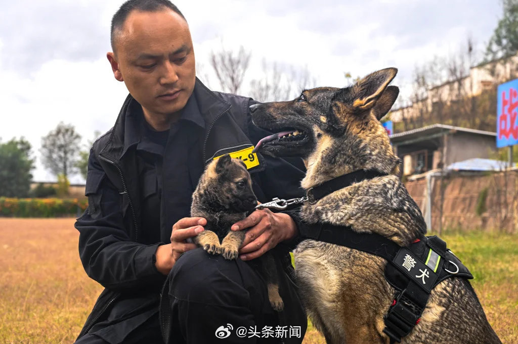 四只警犬的通报批评，反思与警醒